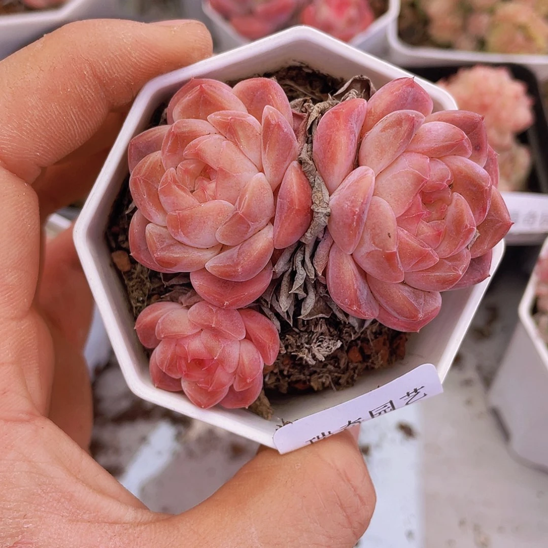 0000000000000020量拍