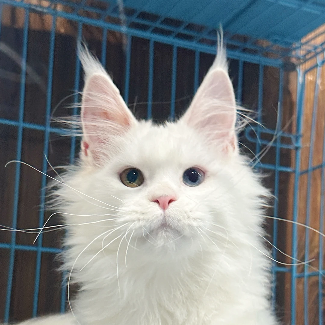 来了姊妹-纯白异瞳缅因猫-妹妹-65