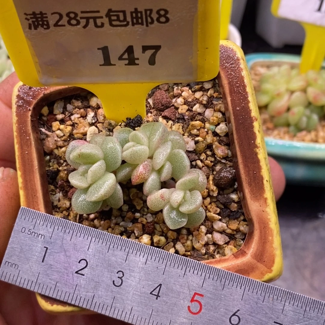 8147小脸，冰玉石化四头福利……