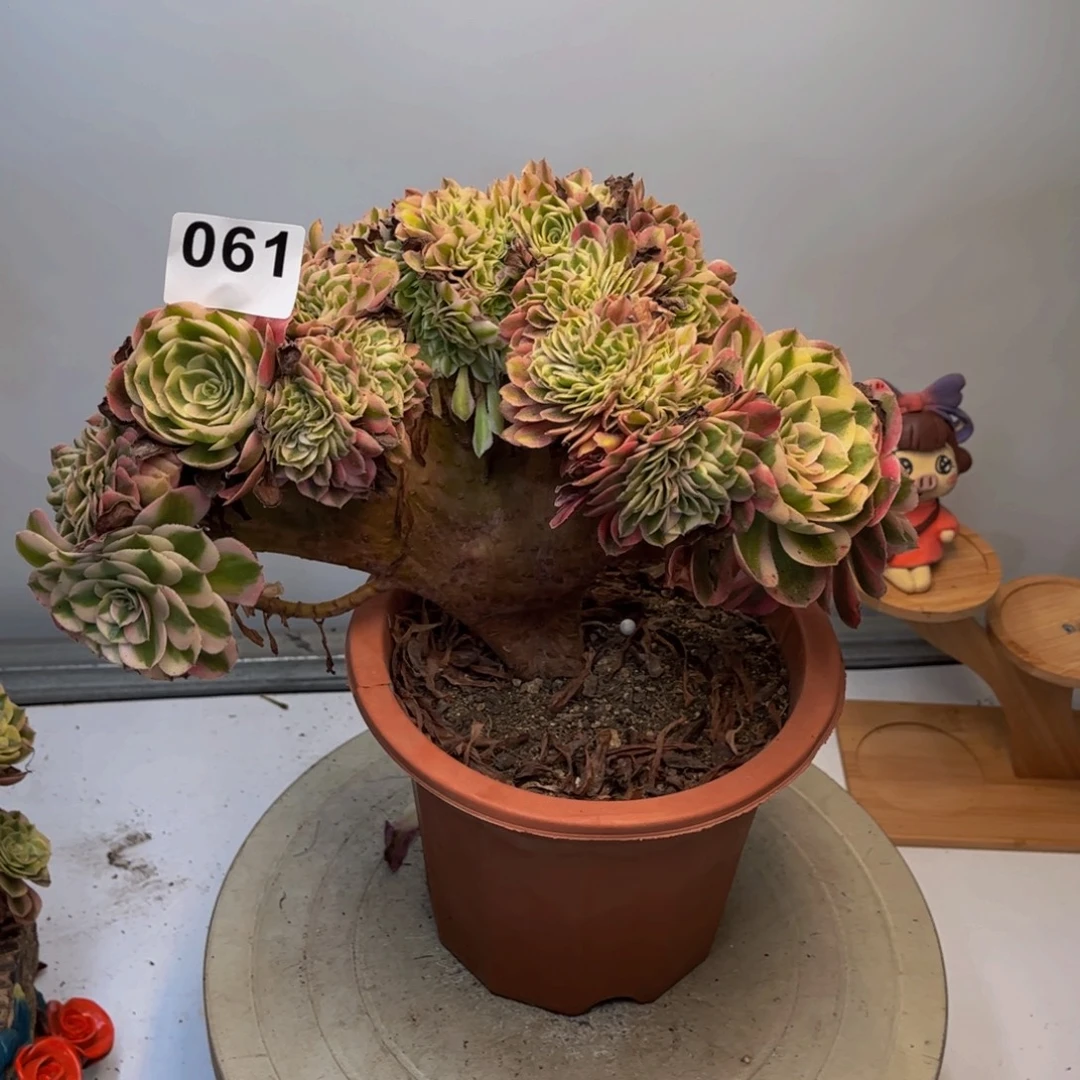 多肉植物倾城缀061