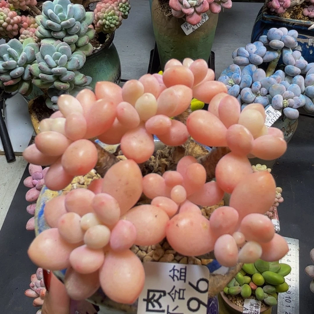 冰淇淋鱼子酱1096/7cm