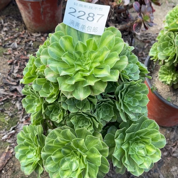 2287翡翠琉璃的的的人