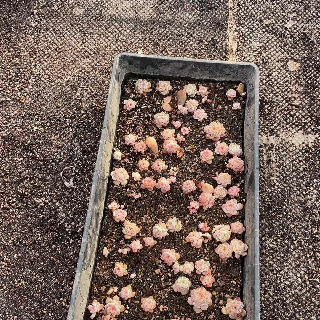 婧***诗147。  定。