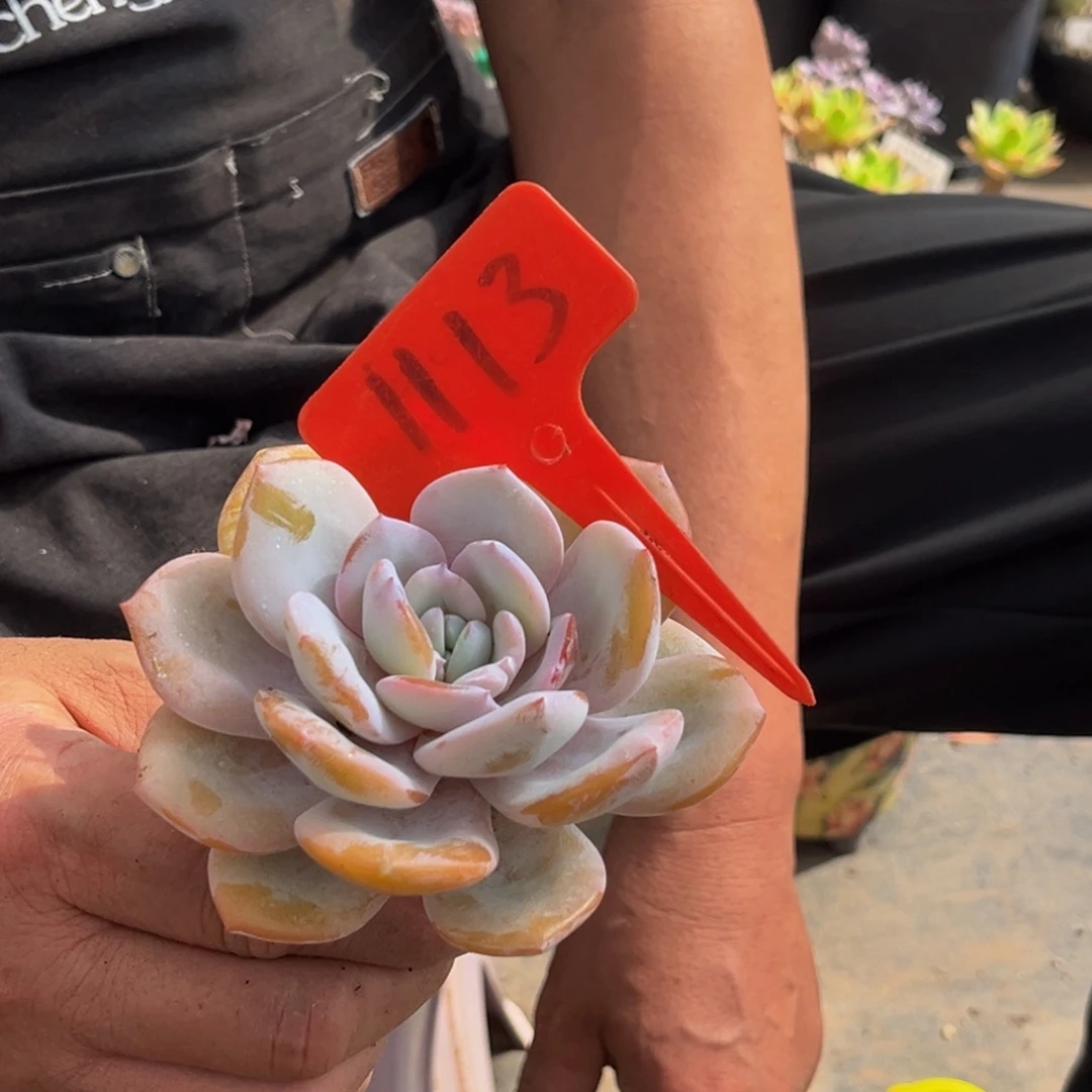 菜***朵1113号下午多肉植物群生多肉植物的