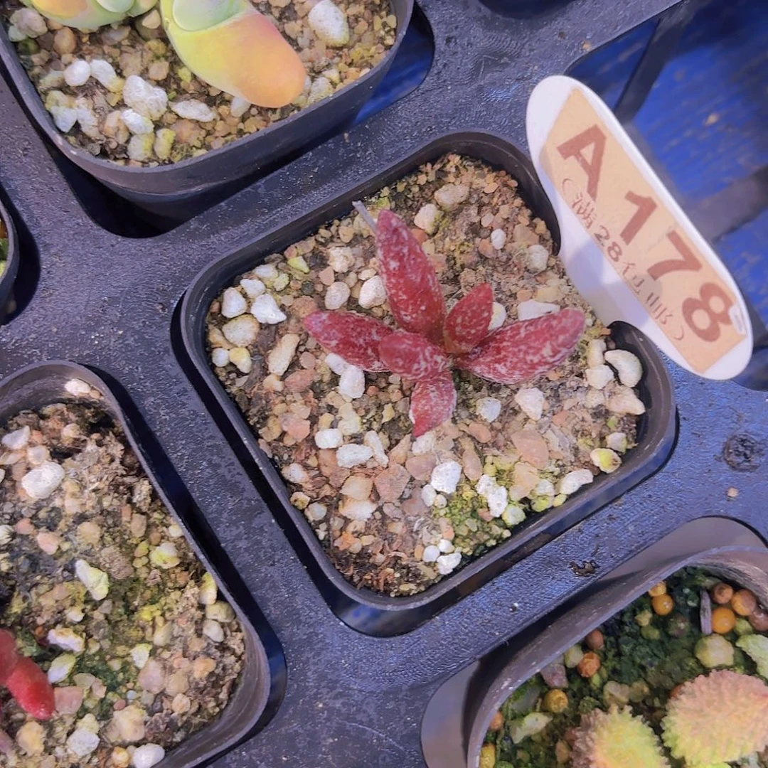 A178水泡一物语拍