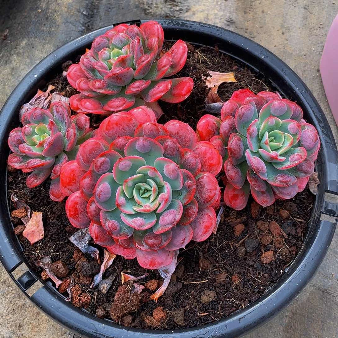 暖雨滴多肉植物老桩