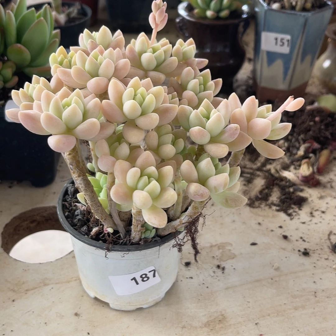 西**y6级福利减15。  187。1111111111