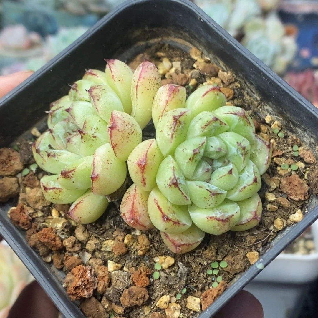 赤水晶双头控养清棚