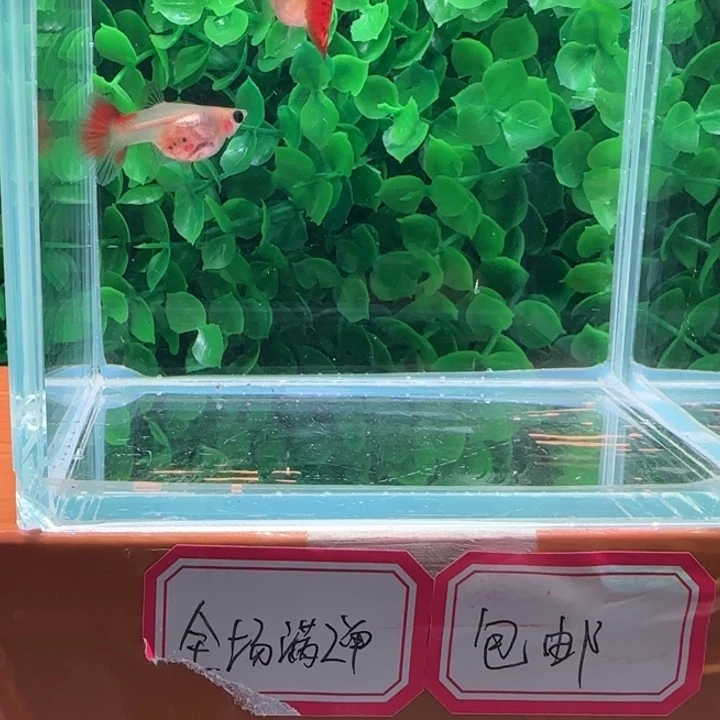 孔雀鱼5银河琉璃一对