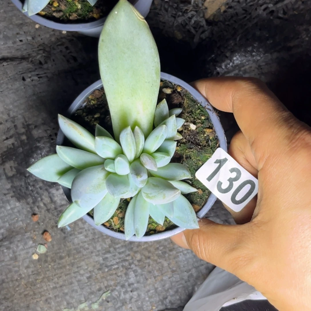 多肉植物伊丽莎白130