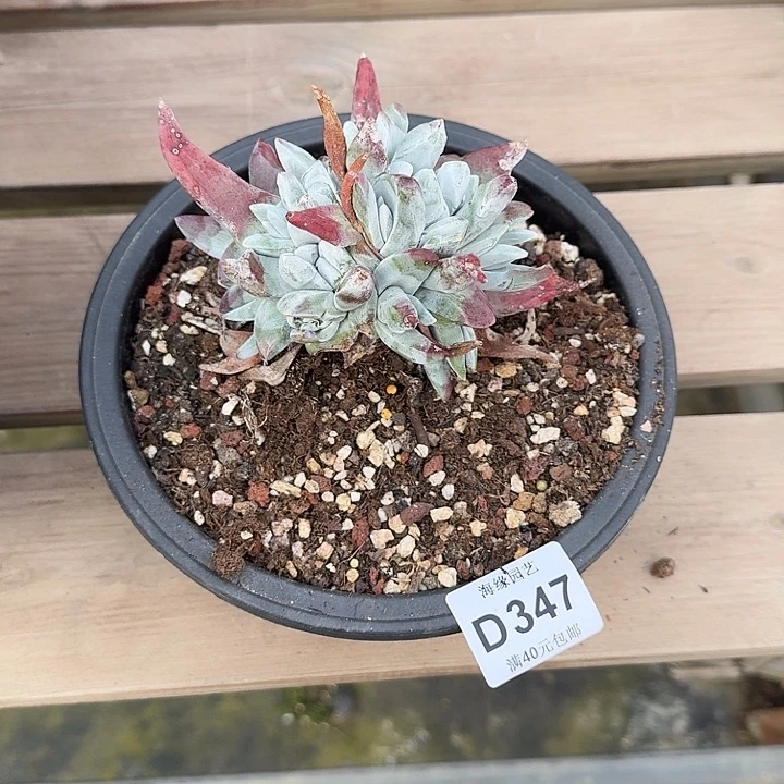 猪*仙女杯多肉植物