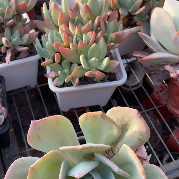 芒果美人加奶茶一组