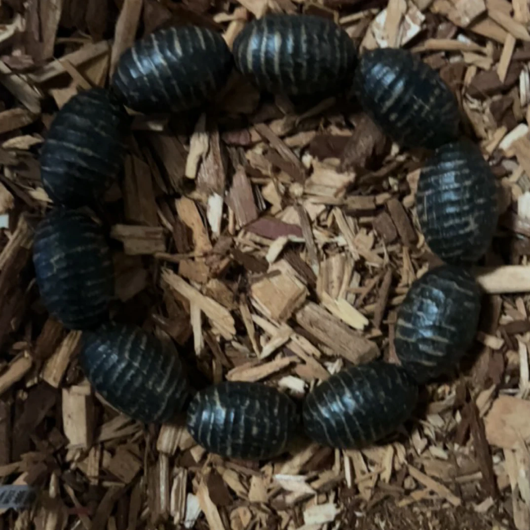 33 福来精选高端文玩