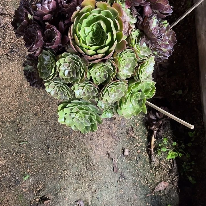 宝***霞多肉植物花花公子锦……