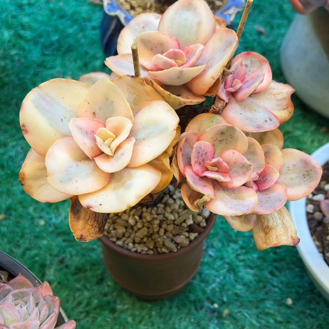 秀妍锦，，，，，，，，，，，，，，，，，