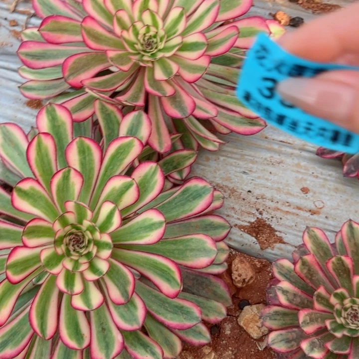 白月光3321多肉植物