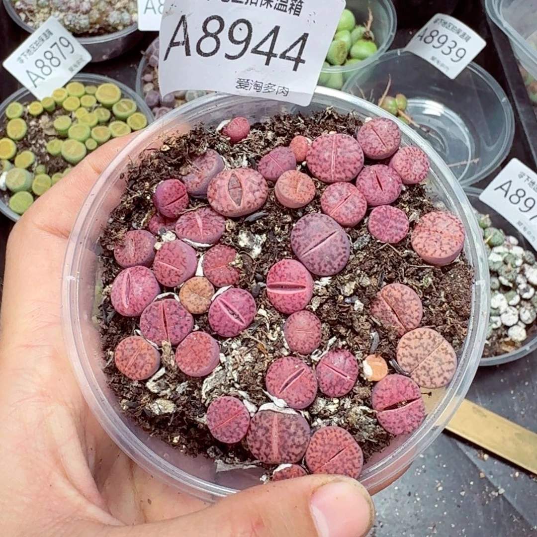 8944––零下地区需拍保温箱