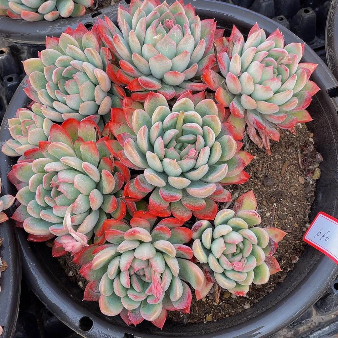 麦达斯国王多肉植物1060