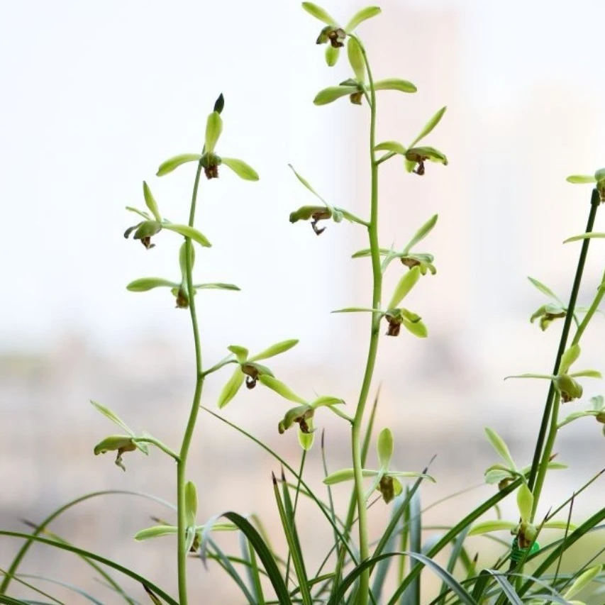 蕙兰老种【新上海梅又名仙绿梅】宜兴新梅后上海梅花浓香一杆多花