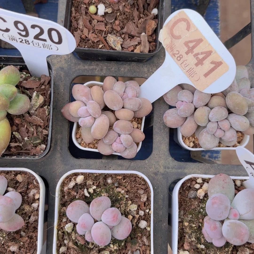 C441月光石奶一物一拍