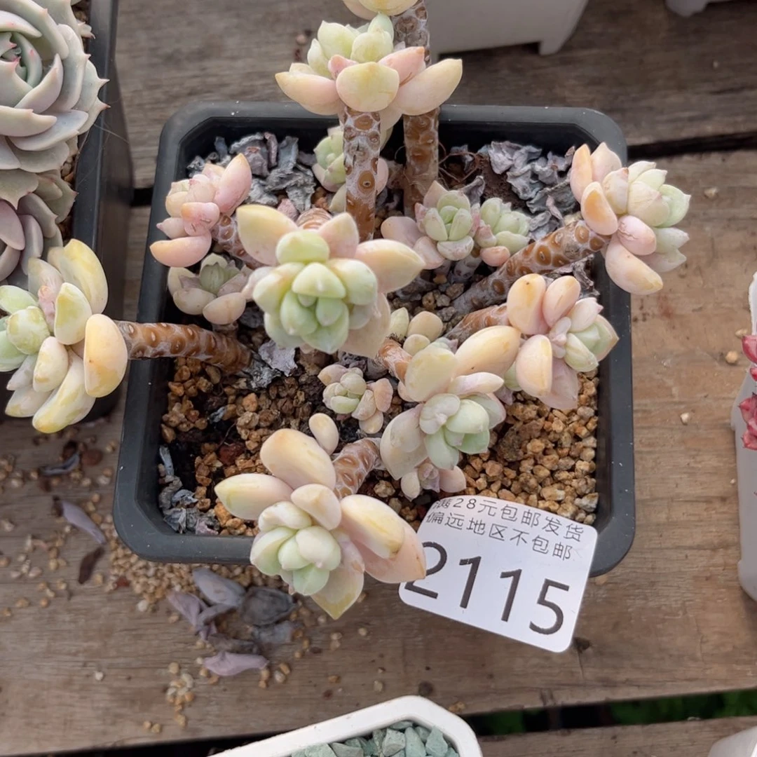 大2115:（x g x b vb b