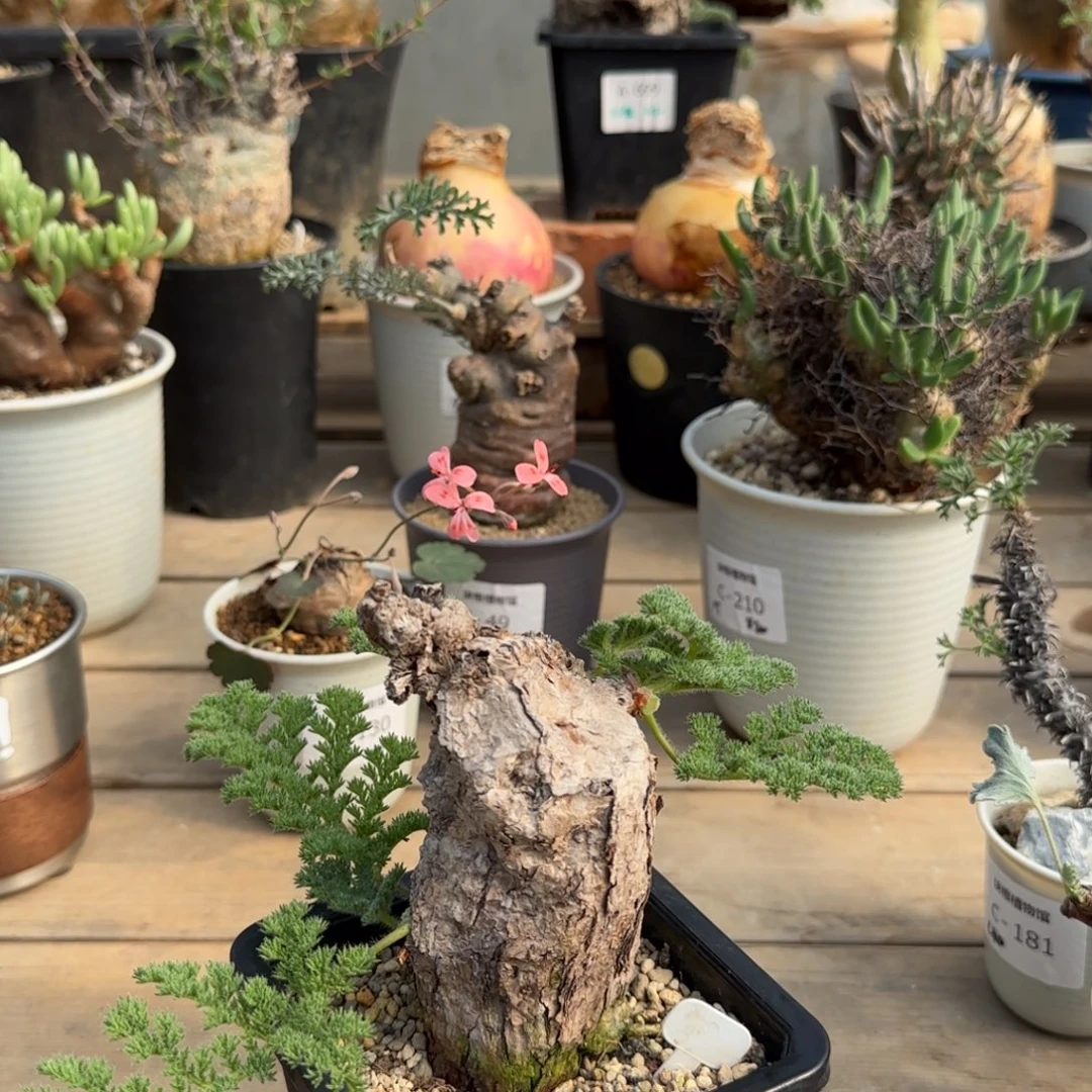 83枯木洋葵不带盆