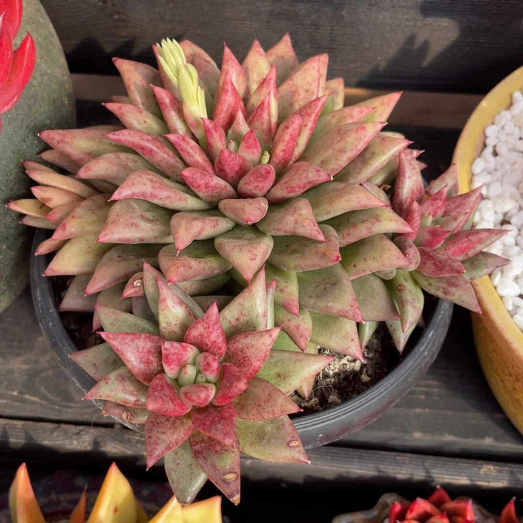 多肉植物盆栽多肉