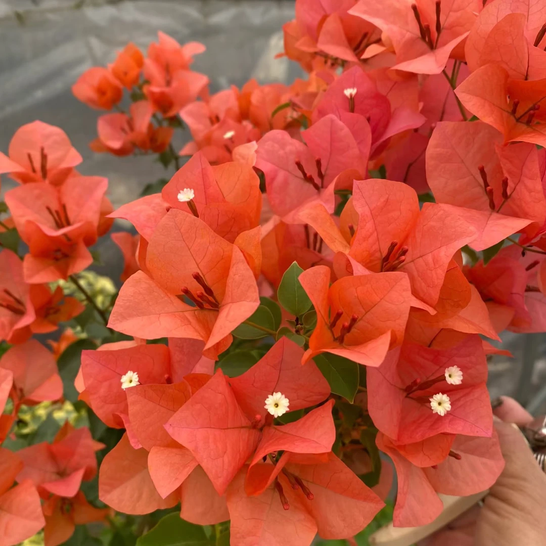 佰梅园 柠檬橙（橙西瓜）三角梅扦插袋苗