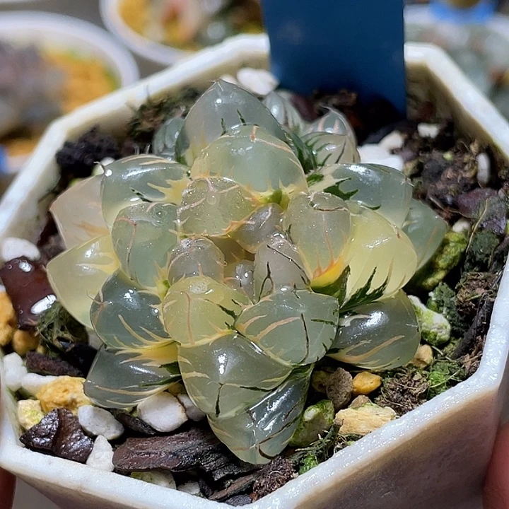 679双头超锦水中月锦福利