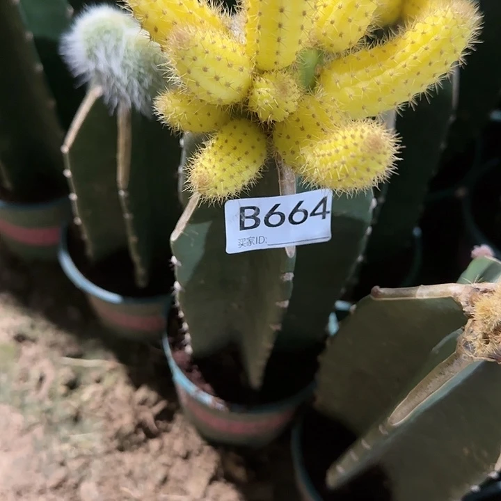 辉*嫁接彩舞柱锦664