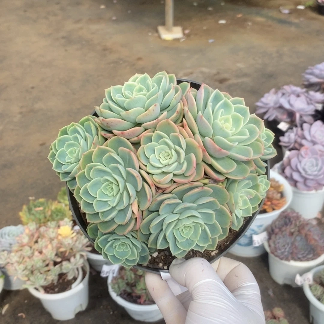 0781哈密瓜手捧一物一拍