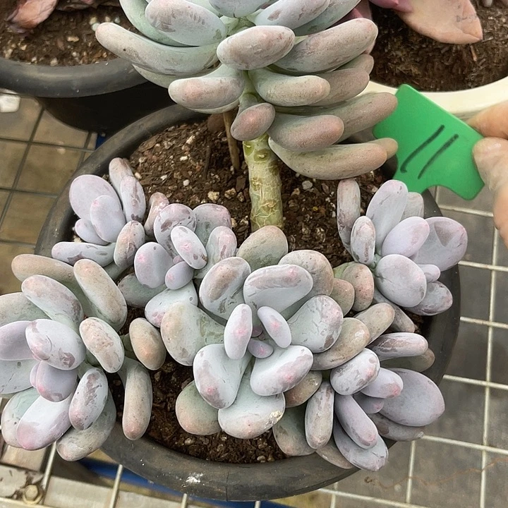 两单包邮，一物一拍11桃美人