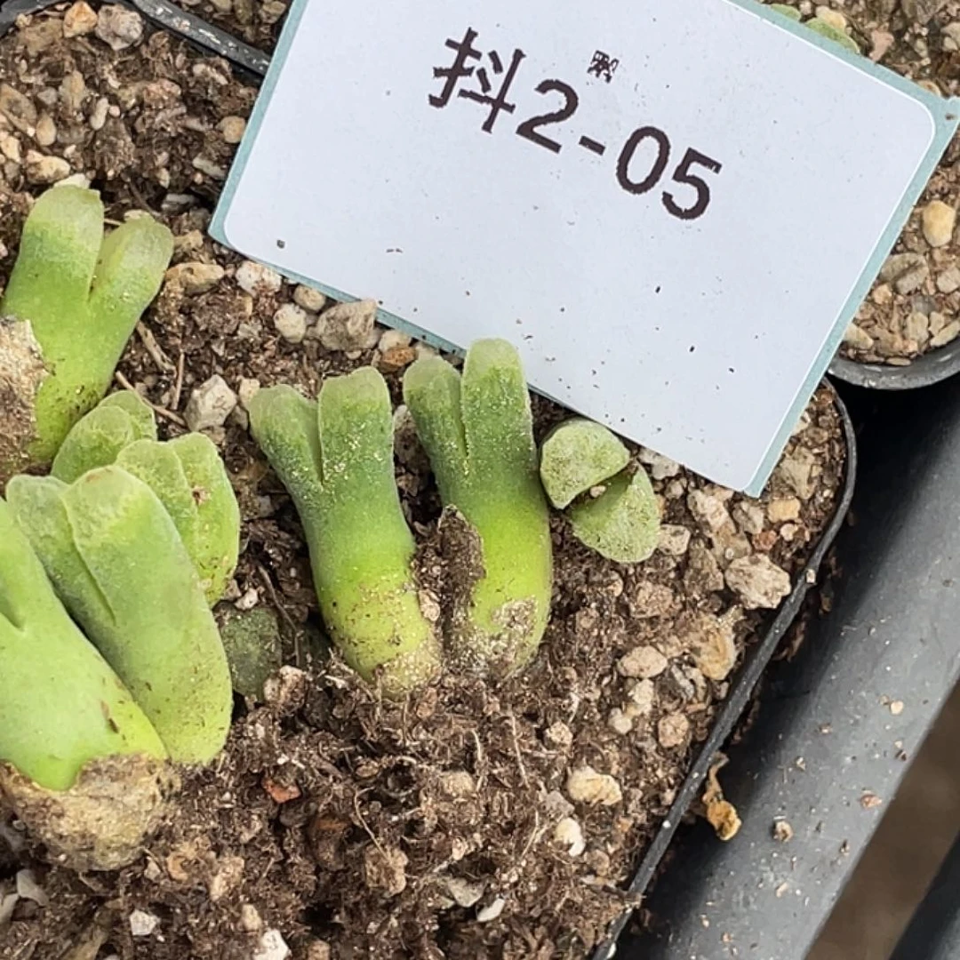 ****2-5肉锥多肉植物风铃