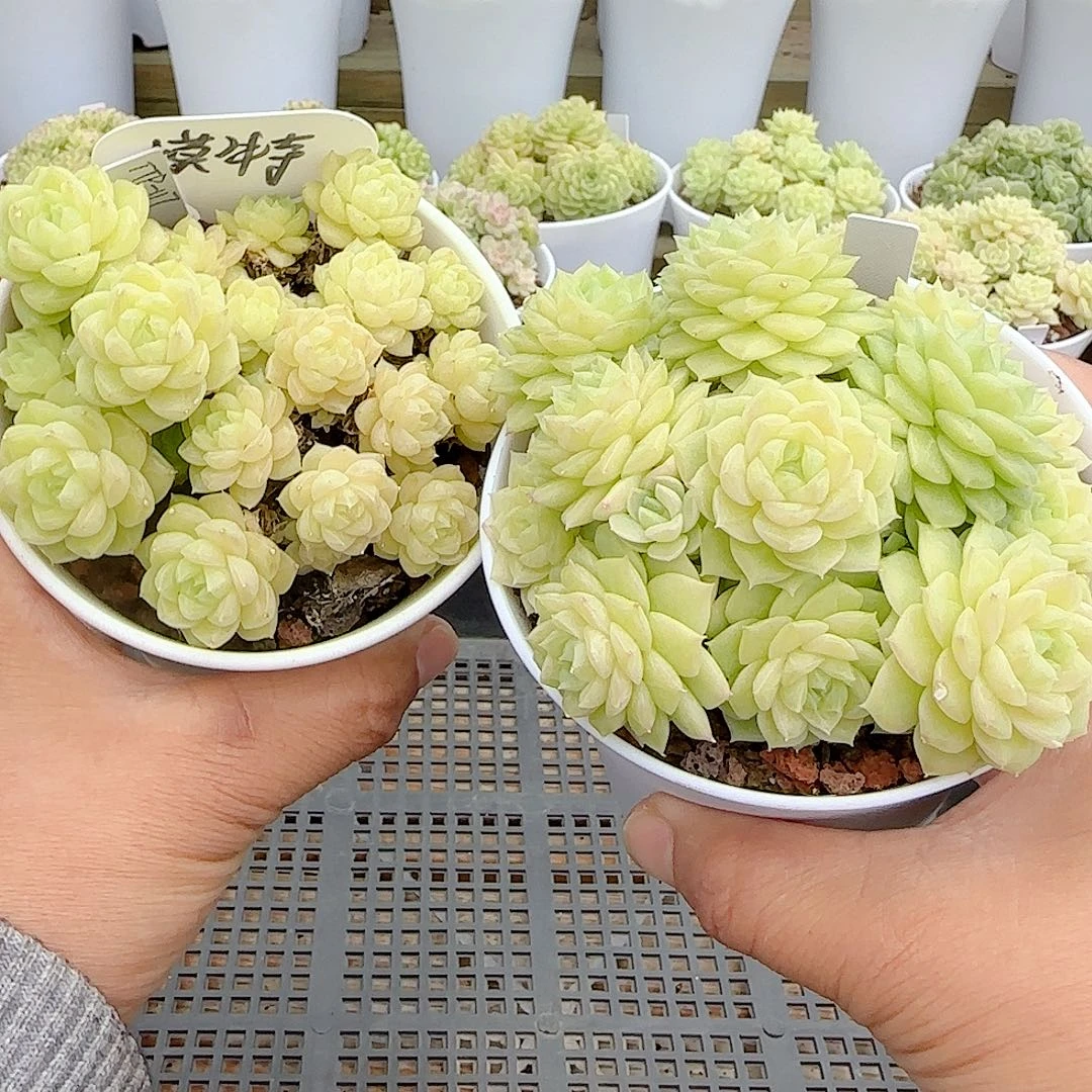 【闪购商品】1024-17（xpp-242）