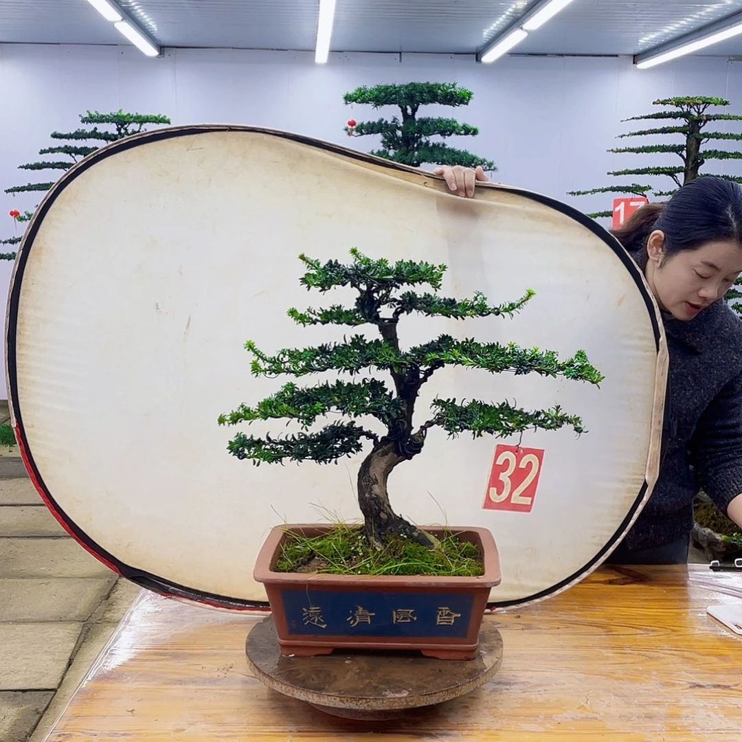 无花朵盆景直播间一物一拍