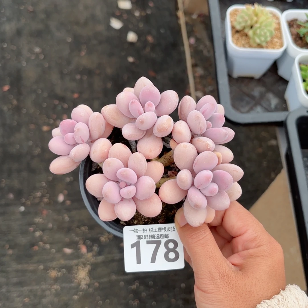 糖果桃蛋无盆土发货