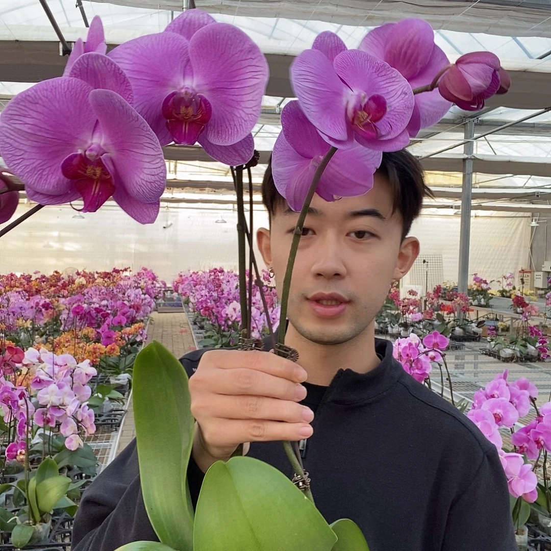 完全开放3.0 3.5混发随机颜色，保苗，花不售后