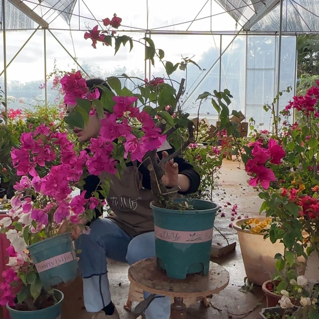 大部分花苞少量开放甜心 98脱