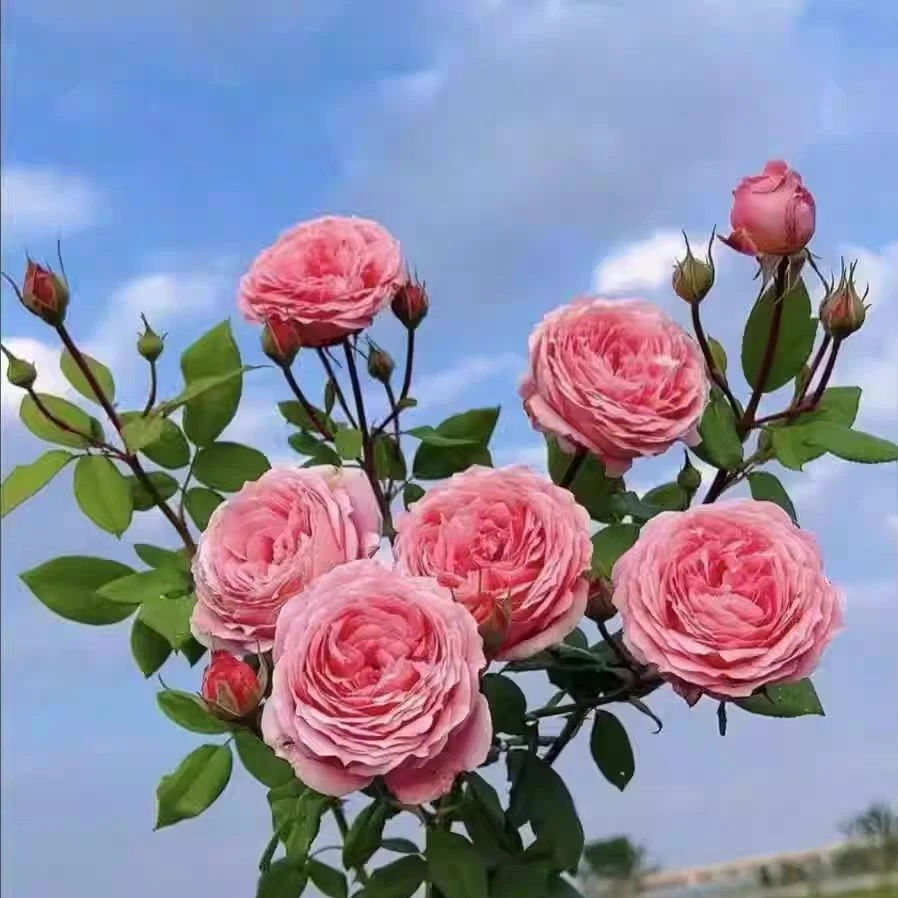 【安索菲比克独颗】阳台庭院好养护抗病性强花卉绿植月季盆栽