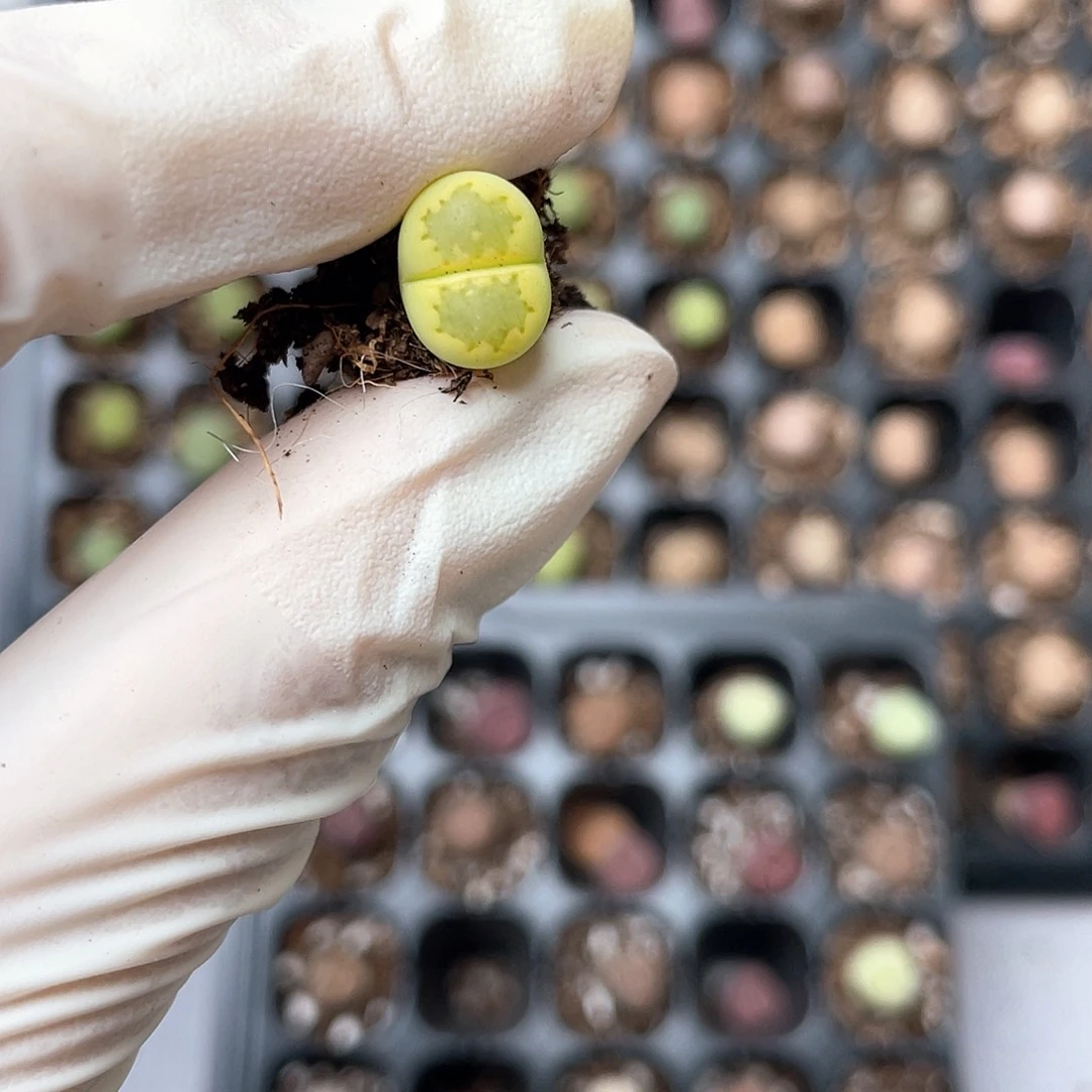 8442暴力黄 金边饼干