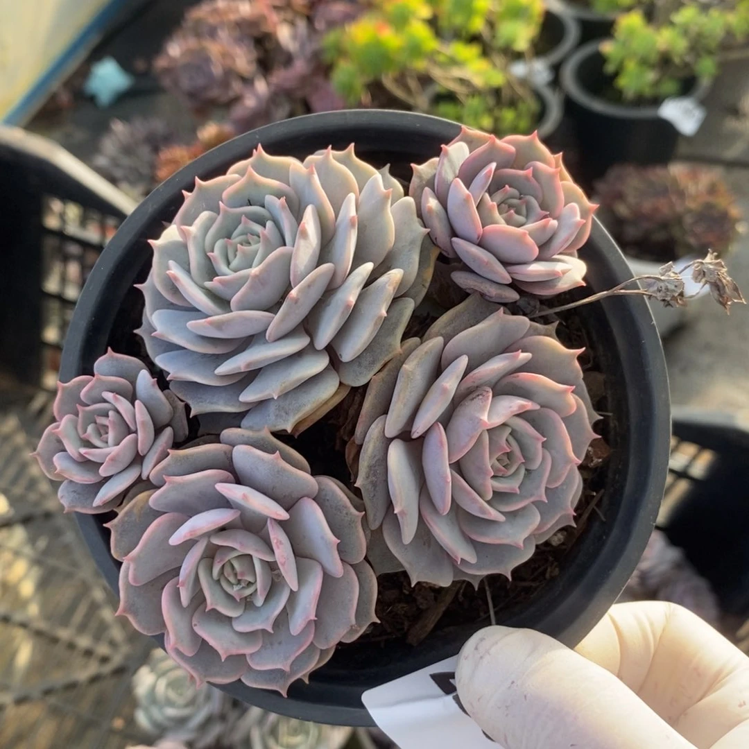 2253粉蝶多头一物一拍