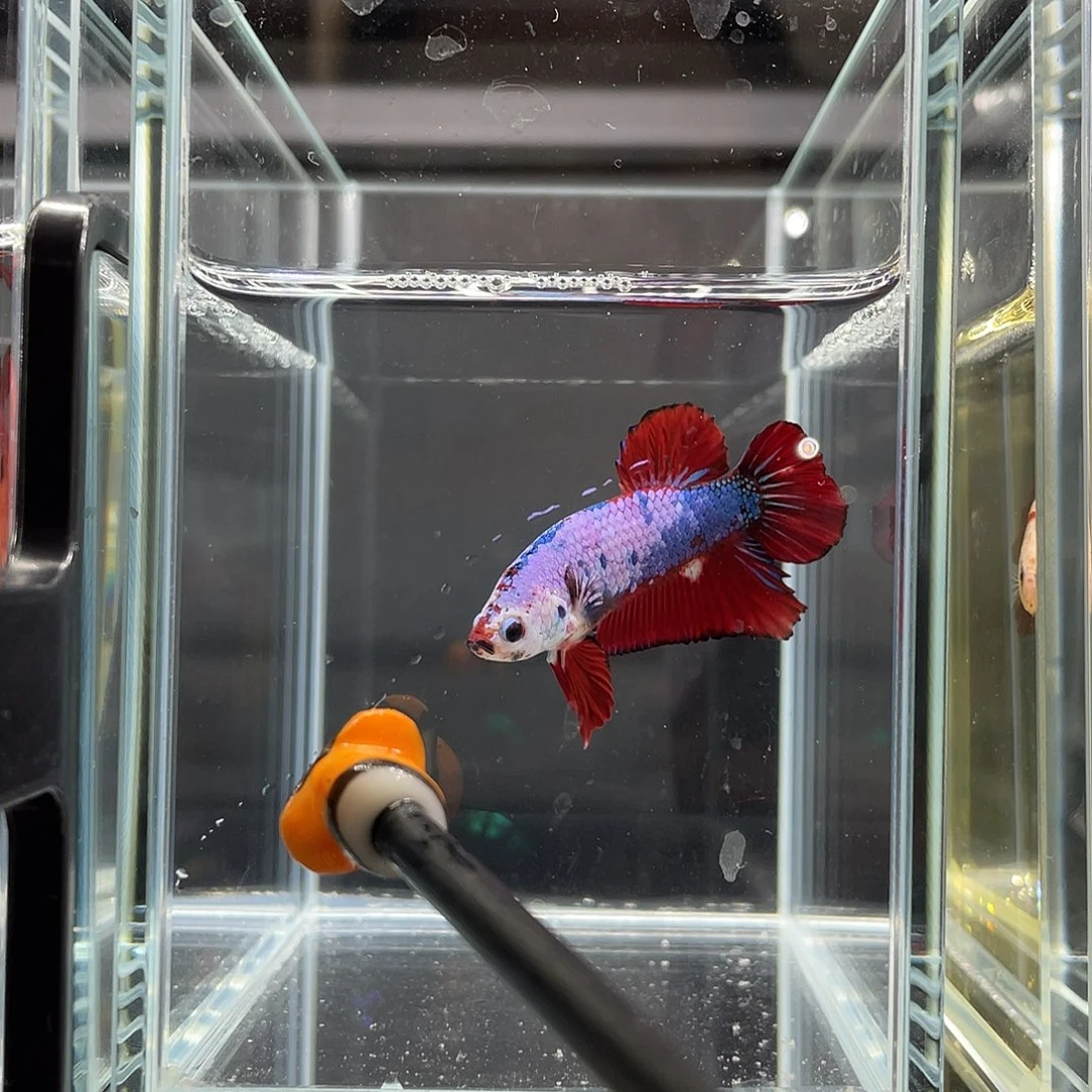 斗鱼12.3  糖果 059