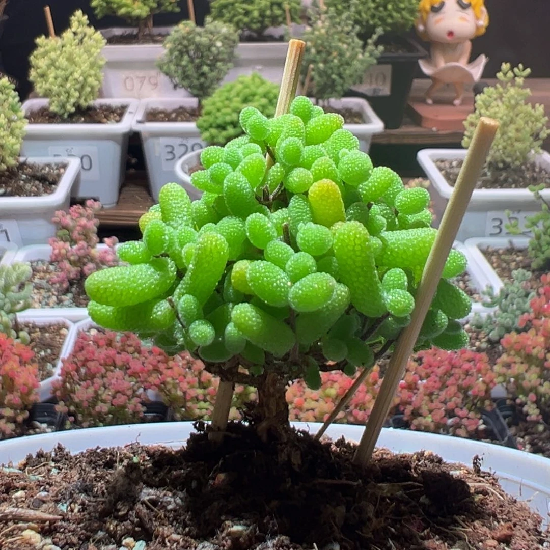 J358金桔带盆土发货一物一拍