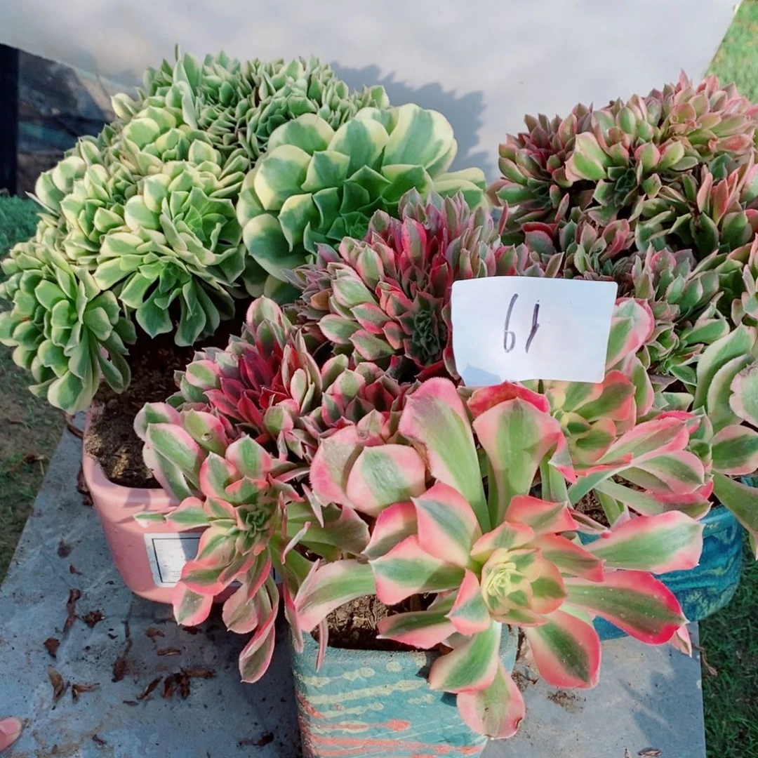 完全开放61号金丝翡翠➕粉女巫➕女神1颗