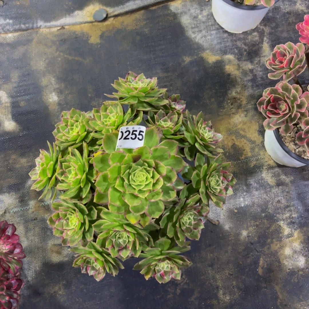 25500万花筒可以拍