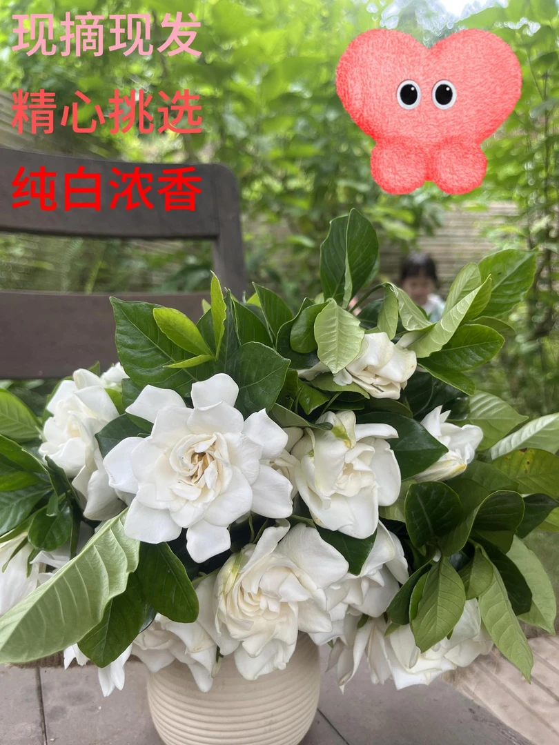 四川犍为大叶鲜切栀子花，精挑无虫，洁白如玉，香气浓郁