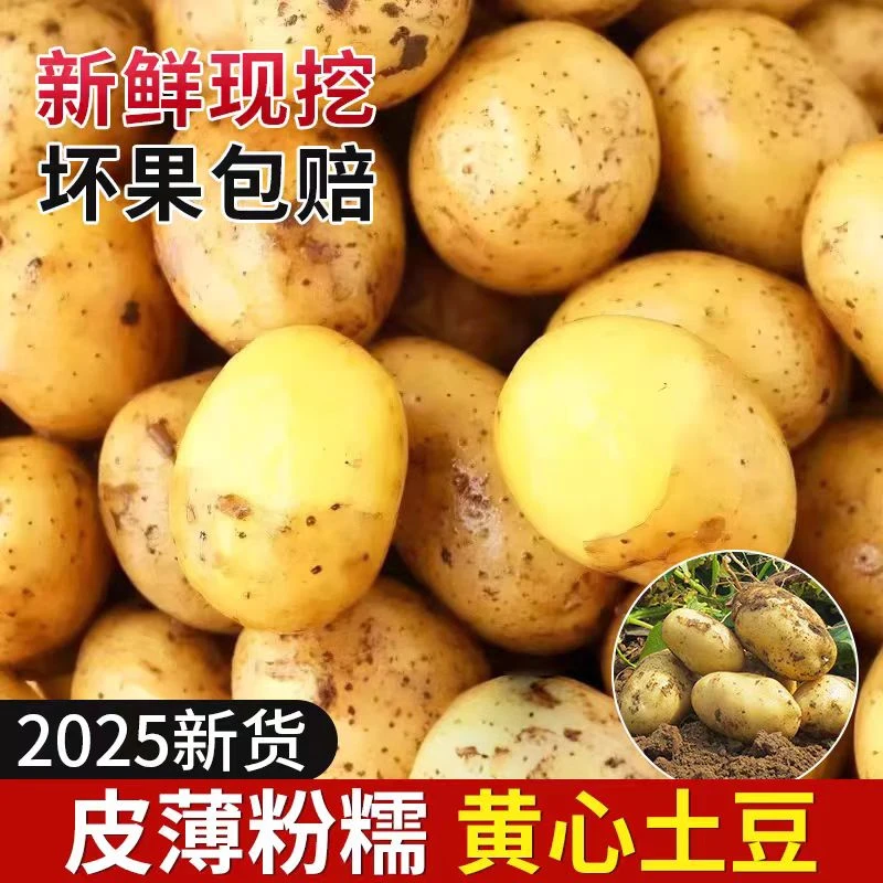 2025年东北黑龙江现挖黄心土豆马铃薯洋芋黄皮土豆蔬菜整箱
