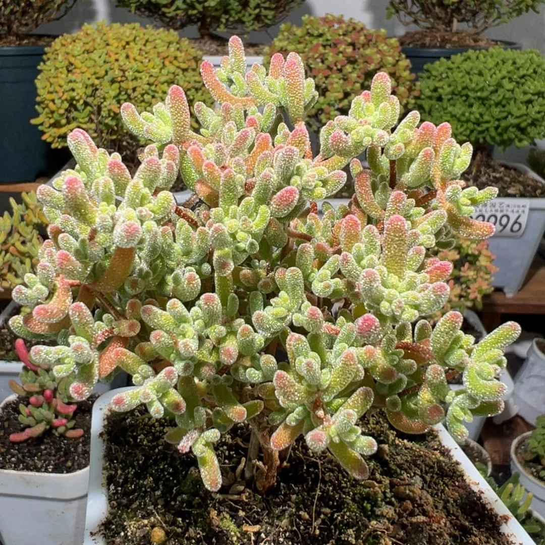 D3002紫红冰晶枝干