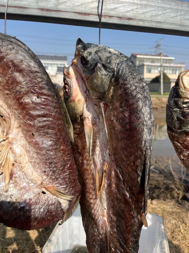 (左主任农产品)苏北农家腌制草鱼