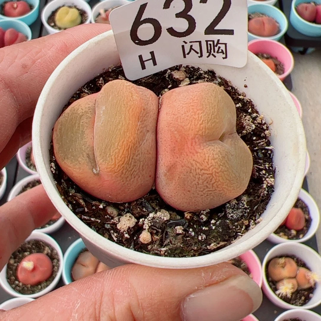 无花朵?****?我很喜欢这个H632